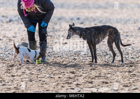Un Jack Russell Terrier gioca con una sfera come un Lurcher guarda a. Foto Stock