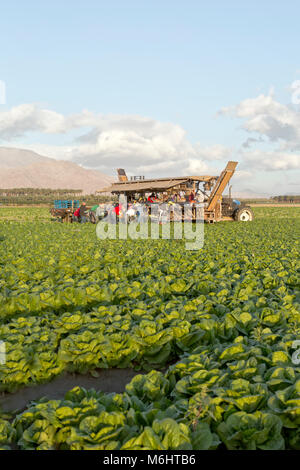 Lavoratori di campo raccolta & imballaggio 'Romaine' 'lattuga Lactuca sativa ", Early Morning Light, Mecca, Riverside County. Foto Stock