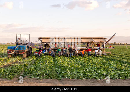 Il campo di raccolta di equipaggio & imballaggio 'Romaine' 'lattuga Lactuca sativa ", Early Morning Light, Mecca, Riverside County, California. Foto Stock