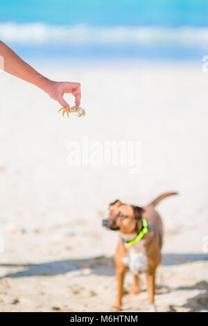 Cane giocando con un piccolo granchio di mare sulla spiaggia Foto Stock