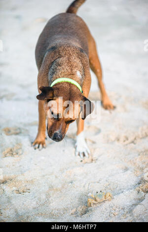 Cane giocando con un piccolo granchio di mare sulla spiaggia Foto Stock