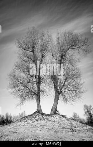 Immagine in bianco e nero di twin sfrondato alberi. Foto Stock