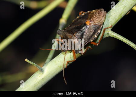 La foresta bug o rosso-zampe (shieldbug Pentatoma rufipes) è una specie di scudo bug nella famiglia Pentatomidae. Foto Stock