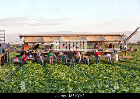 Lavoratori di campo raccolta & imballaggio 'Romaine' lattuga campo 'Lactuca sativa ", Early Morning Light, Riverside County, Coachella Valley, California, Foto Stock