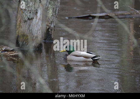 Mallard Duck mangiare sotto la pioggia Foto Stock