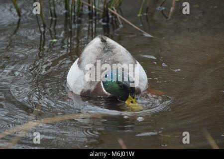 Mallard Duck mangiare sotto la pioggia Foto Stock