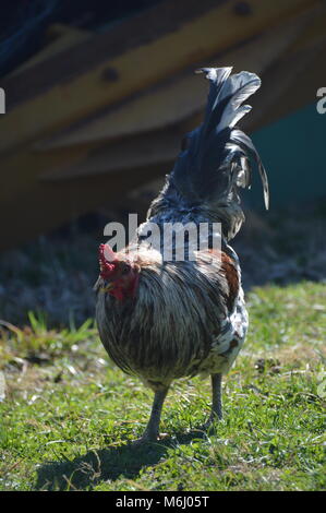Un intervallo libero organicamente pollo alimentato in una fattoria in Manassas Va. Foto Stock