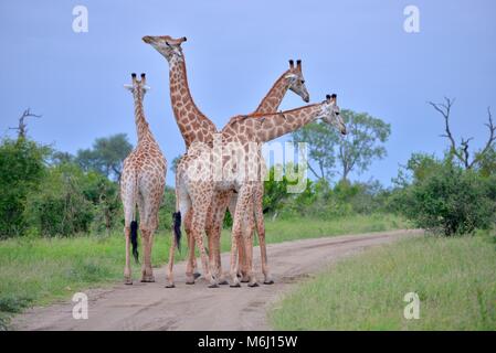 Il Kruger Park, Sud Africa. Una fauna selvatica e il paradiso degli uccelli. Collo lungo la Giraffa Foto Stock