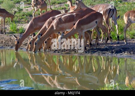 Il Kruger Park, Sud Africa. Una fauna selvatica e il paradiso degli uccelli. Impala bevendo al waterhole. Foto Stock