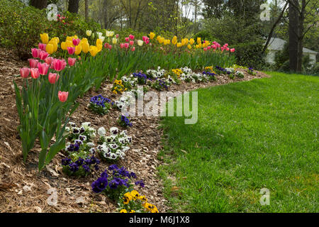 Fioritura primaverile fiori in privato cantiere residenziale e colorati di tulipani, nelle petunie, erba verde. Bellissimo paesaggio della molla negli Stati Uniti del sud Foto Stock