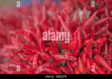 Primo piano della essiccato peperoncino rosso bouquet, focus poco profonda Foto Stock