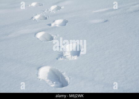 Camminando Orme nella neve Foto Stock