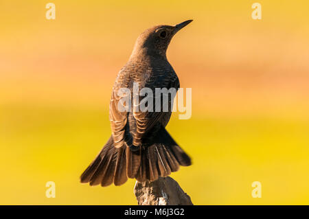 Blu (rockthrush monticola solitarius) arroccato Foto Stock