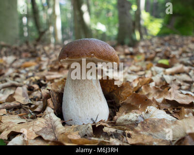 Funghi porcini, Boletus edulis Foto Stock