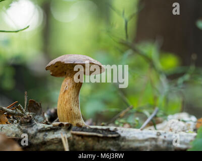 Bay bolete, Imleria badia Foto Stock