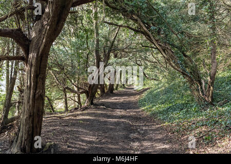 Percorso alberato, a zig zag Road, Tadworth, Surrey, Regno Unito Foto Stock