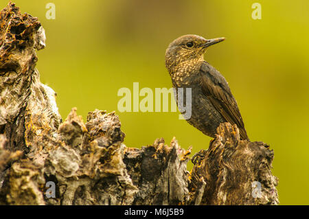 Passero solitario (Monticola solitarius) femmina appollaiata Foto Stock