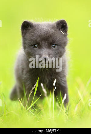 In prossimità di una volpe artica cub nel campo in erba, Islanda. Foto Stock