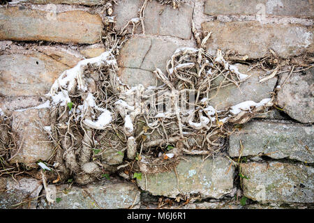 Una delle (40) immagini in questo Acton Burnell serie inverno. La combinazione di oggetti, segni, la vita vegetale, derive di neve e neve strutture in congelamento Febbraio 2018. Foto Stock