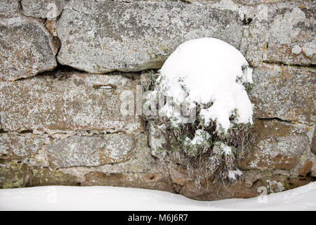 Una delle (40) immagini in questo Acton Burnell serie inverno. La combinazione di oggetti, segni, la vita vegetale, derive di neve e neve strutture in congelamento Febbraio 2018. Foto Stock