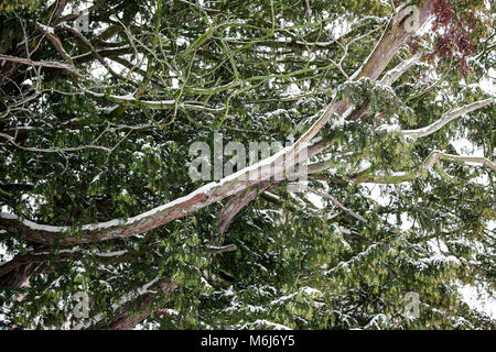 Una delle (40) immagini in questo Acton Burnell serie inverno. La combinazione di oggetti, segni, la vita vegetale, derive di neve e neve strutture in congelamento Febbraio 2018. Foto Stock