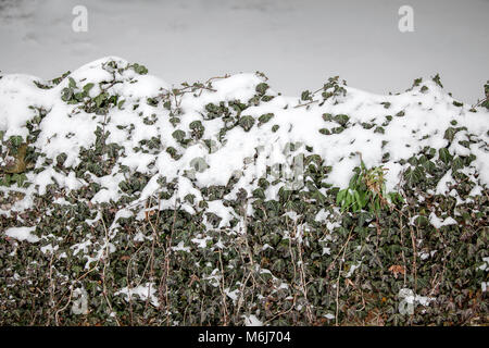 Una delle (40) immagini in questo Acton Burnell serie inverno. La combinazione di oggetti, segni, la vita vegetale, derive di neve e neve strutture in congelamento Febbraio 2018. Foto Stock