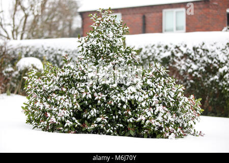 Una delle (40) immagini in questo Acton Burnell serie inverno. La combinazione di oggetti, segni, la vita vegetale, derive di neve e neve strutture in congelamento Febbraio 2018. Foto Stock