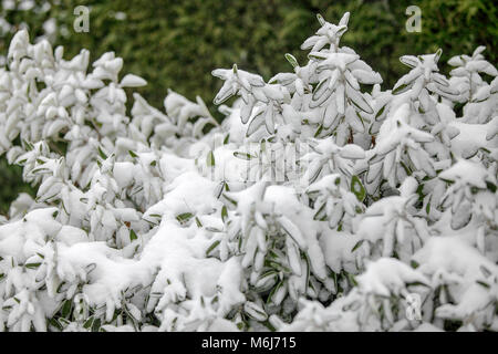Una delle (40) immagini in questo Acton Burnell serie inverno. La combinazione di oggetti, segni, la vita vegetale, derive di neve e neve strutture in congelamento Febbraio 2018. Foto Stock