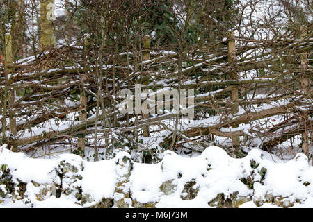 Una delle (40) immagini in questo Acton Burnell serie inverno. La combinazione di oggetti, segni, la vita vegetale, derive di neve e neve strutture in congelamento Febbraio 2018. Foto Stock