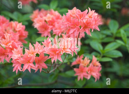 Rhododendron 'Normal' fiori in primavera. Foto Stock