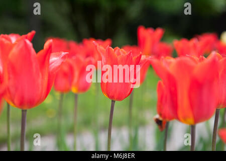 "Typhoon" giglio fiorito, Tulip Liljetulpan (Tulipa gesneriana) Foto Stock