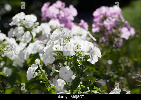 'Mia Ruys' giardino Phlox, Höstflox (Phlox paniculata) Foto Stock