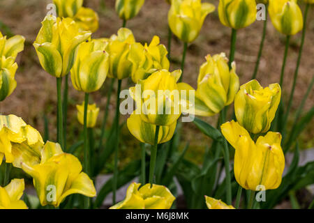 'Giallo Verde primavera' Viridiflora Tulip, Viridifloratulpan (Tulipa gesneriana) Foto Stock