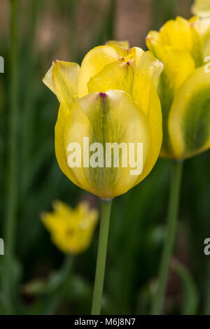 'Giallo Verde primavera' Viridiflora Tulip, Viridifloratulpan (Tulipa gesneriana) Foto Stock