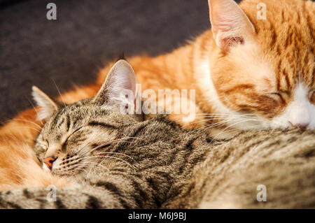 Un giovane tabby e una grande per adulti ginger cat coccolati insieme nel sonno Foto Stock