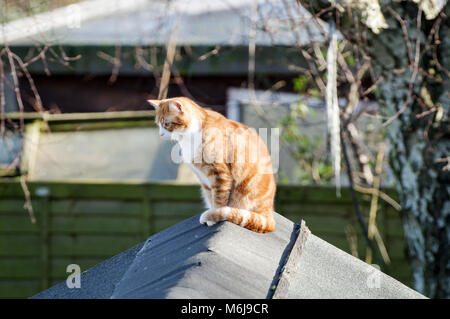 Grande ginger cat seduto sulla cima di un capannone, crogiolarsi nella luce del sole di primavera Foto Stock