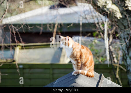 Grande ginger cat seduto sulla cima di un capannone, crogiolarsi nella luce del sole di primavera Foto Stock