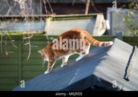 Grande ginger cat seduto sulla cima di un capannone, crogiolarsi nella luce del sole di primavera Foto Stock