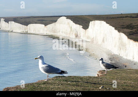 Sette sorelle scogliere nel Sussex visto da Birling Gap nel Sud-Est Inghilterra Foto Stock