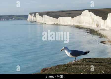 Sette sorelle scogliere nel Sussex visto da Birling Gap nel Sud-Est Inghilterra Foto Stock