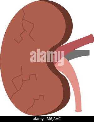 Cartoon di rene umano carattere malato Illustrazione Vettoriale