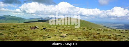 Pecore Herdwick sul vertice di Stybarrow Foto Stock