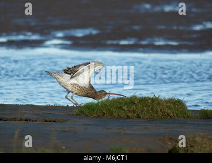 Curlew, Numenius arquata, stretching in Salt Marsh, Morecambe Bay, Lancashire, Regno Unito Foto Stock