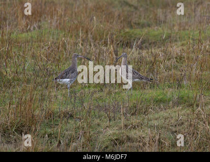 Due Curlew, Numenius arquata, rovistando in Salt Marsh, Morecambe Bay, Lancashire, Regno Unito Foto Stock