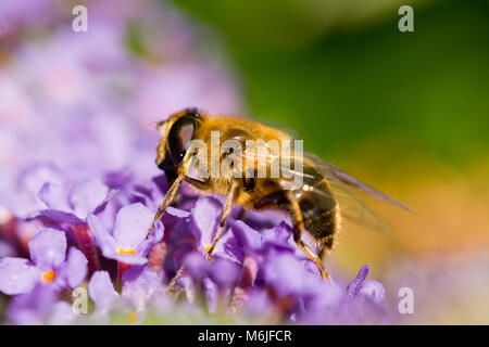 Close up di un ape su un Buddleia. I dettagli di questa API, occhio composto sono affascinanti. Foto Stock