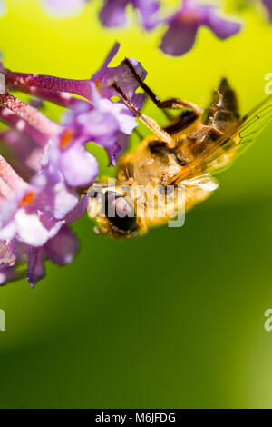 Questo ape era appeso a testa in giù su un buddleia flower. Foto Stock