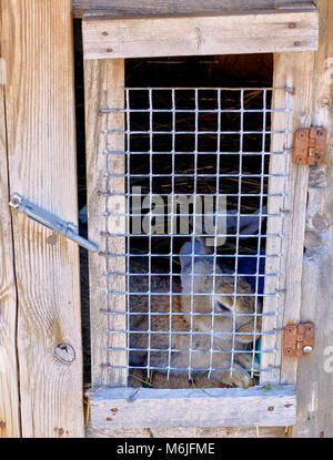 Piccolo coniglio grigio nella gabbia in legno immagine verticale Foto Stock