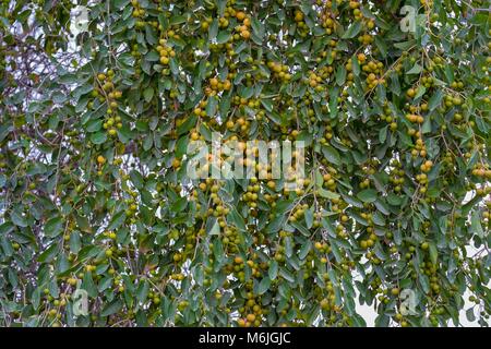 Tonnellate di Indian Jujube frutti pendenti con Jujube albero a Yas Island, Abu Dhabi. Foto Stock