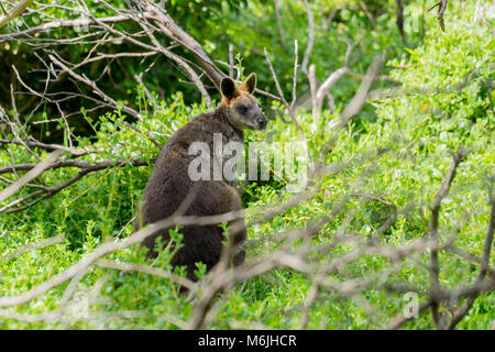 Il wallaby della palude (wallabia bicolore) è anche conosciuto come wallaby nero, con altri nomi compreso lo stinker a causa del suo odore caratteristico Foto Stock