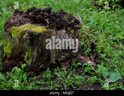 Grande vecchio coppa marcio circondato da erba coperti da moss nella foresta Foto Stock